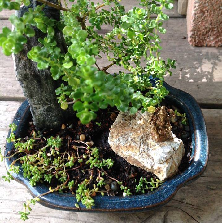 Thumbnail for Dwarf Wintercreeper Garden.