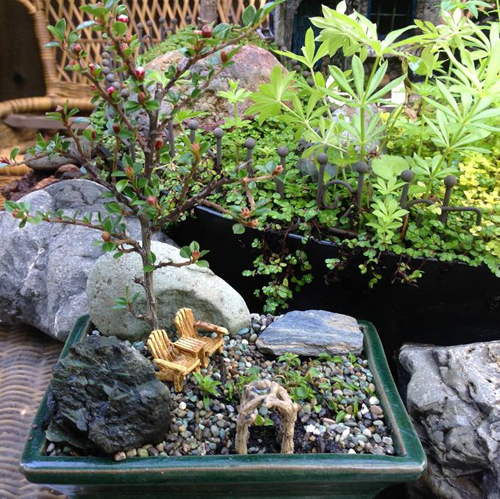 Thumbnail for New Little Garden.