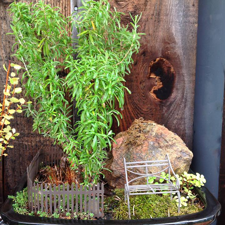 Thumbnail for Rock and Rosemary Garden.