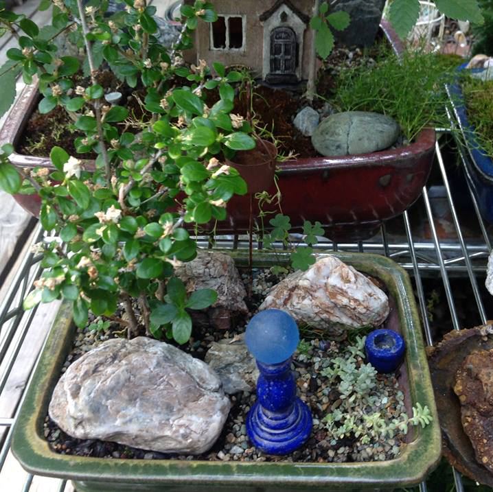 Thumbnail for Serissa with Cobweb Houseleek Garden.