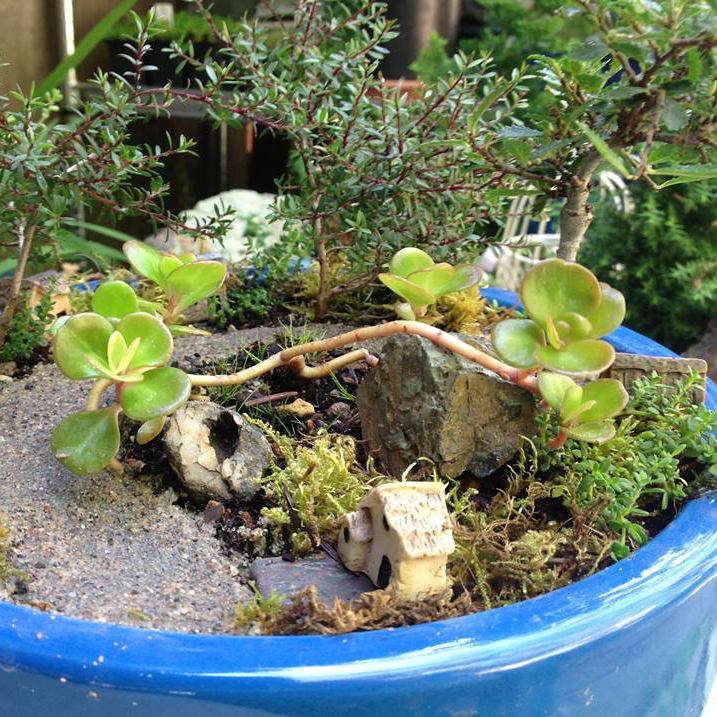 Thumbnail for Thyme Leaf Cotoneaster Garden.
