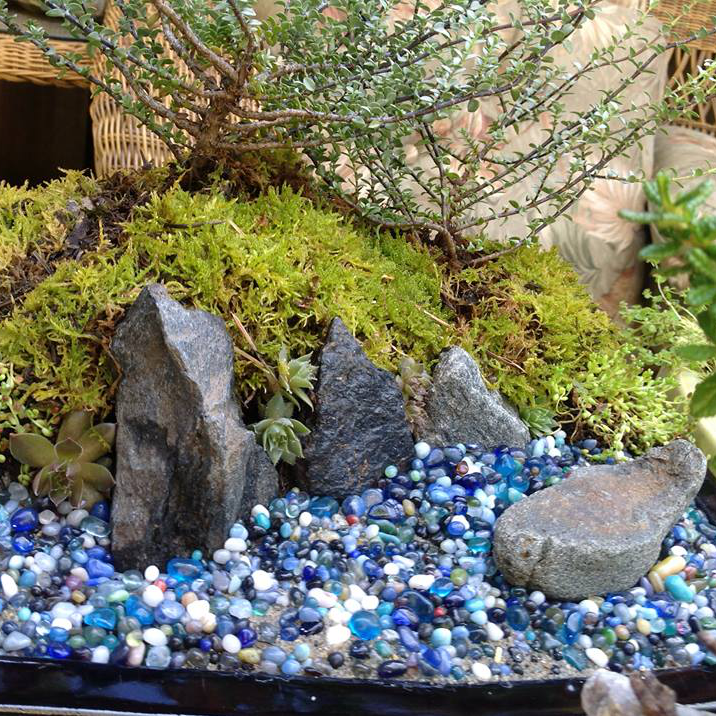 Thumbnail for Windswept Oceanside Garden.