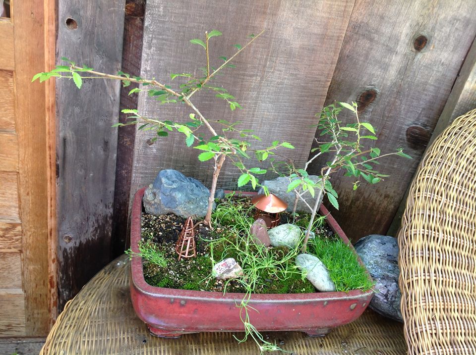 Image of Averys in the Elms Garden.