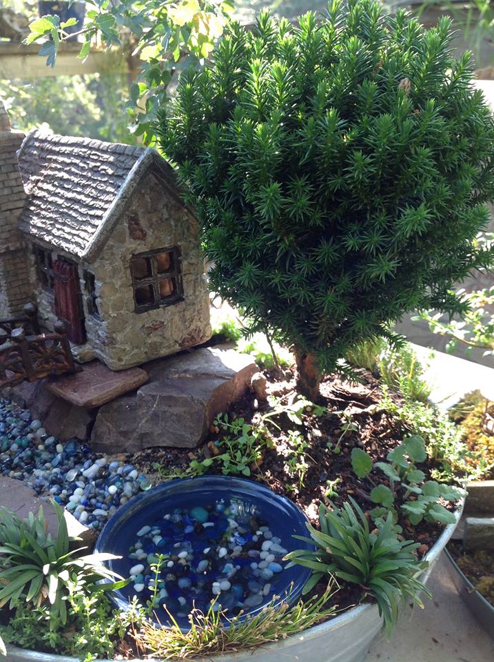 Image of Averys with Pittosporum Garden.