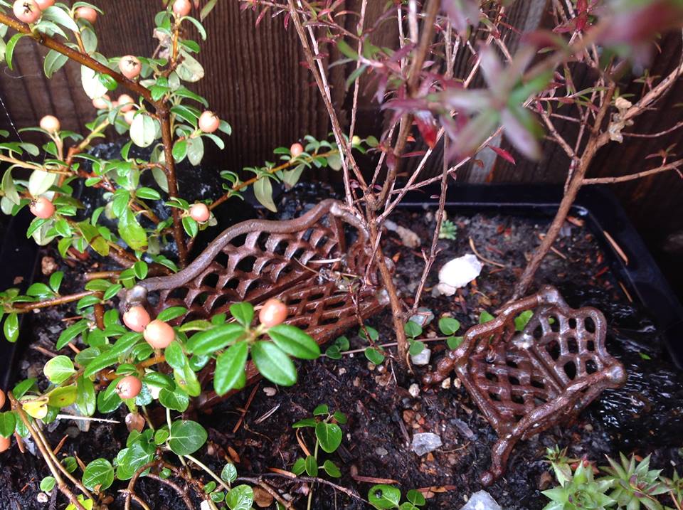 Image of Cotoneaster, Tea Tree and Partridgeberry Garden.
