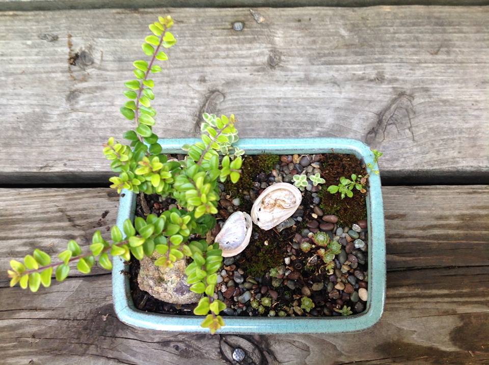 Image of Honeysuckle with Little Missy Garden.