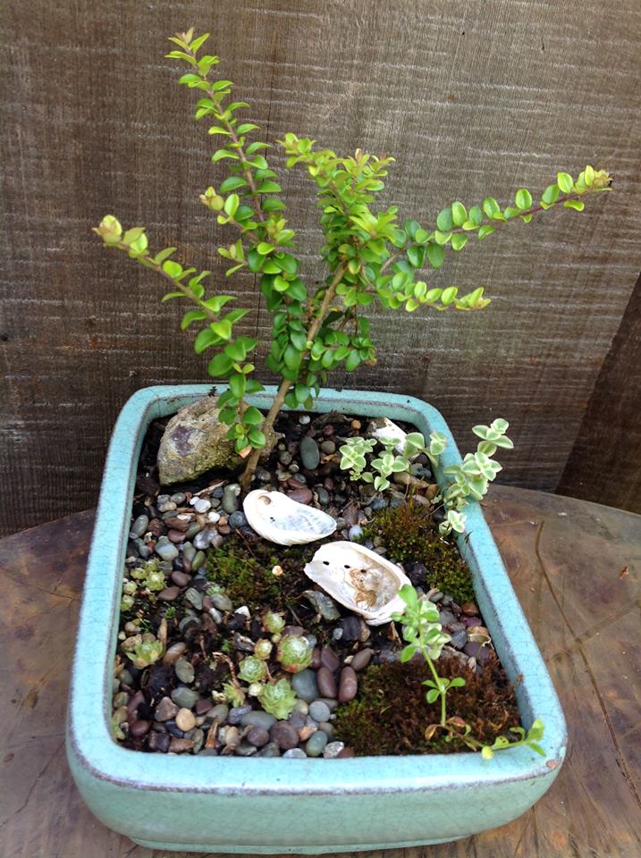 Image of Honeysuckle with Little Missy Garden.