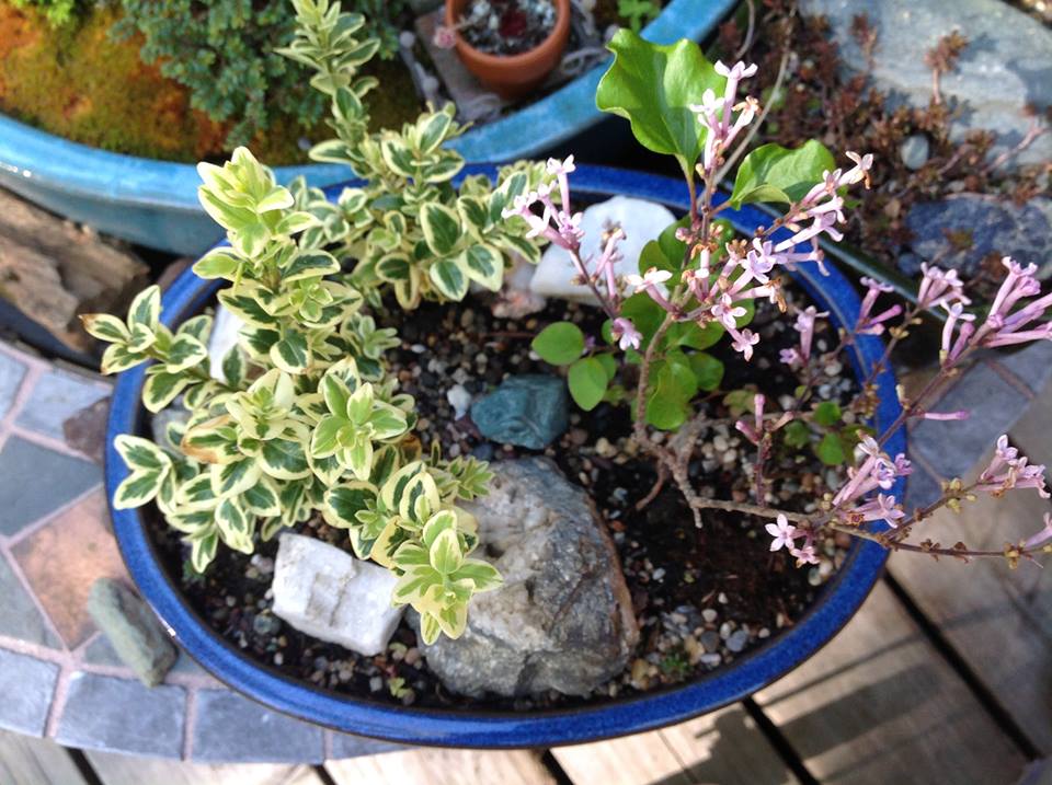 Image of Lilac and Boxwood Garden.