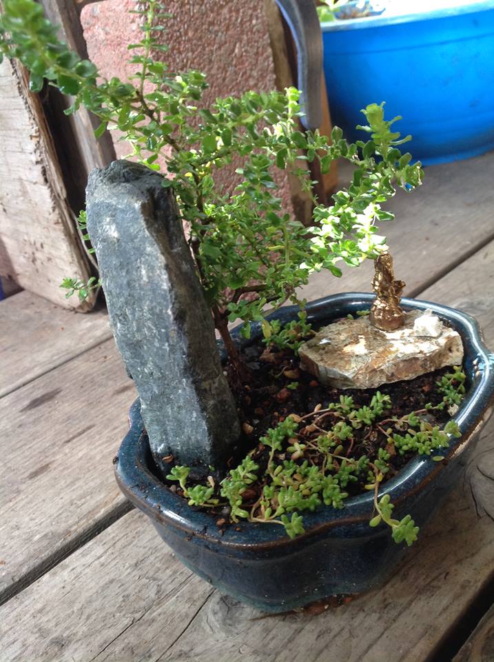 Image of Mint Bush Garden.