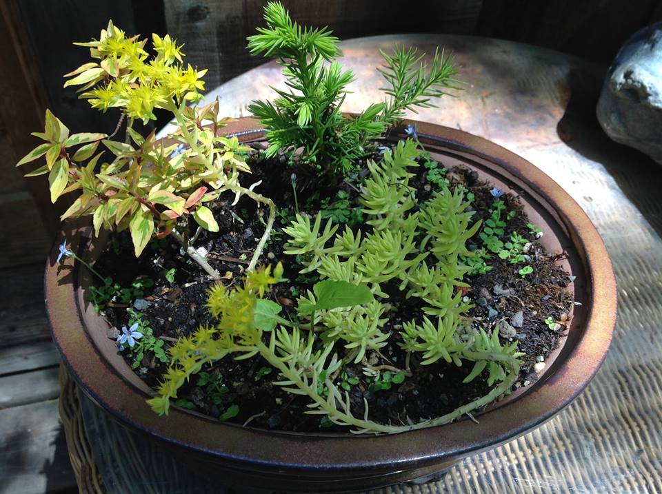 Image of Red Cedar and Angelina Garden.