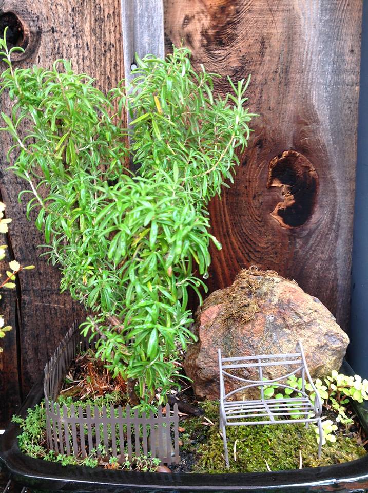 Image of Rock and Rosemary Garden.