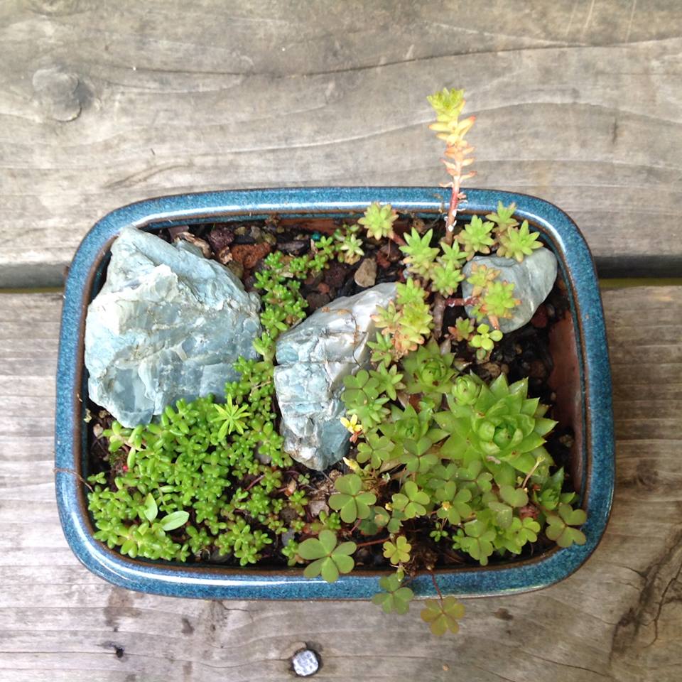 Image of Sedum Dasyphyllum Rollers and Faro-form Garden.