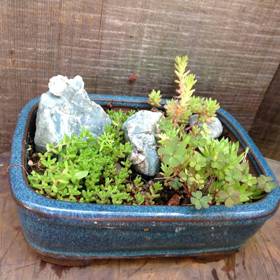Image of Sedum Dasyphyllum Rollers and Faro-form Garden.