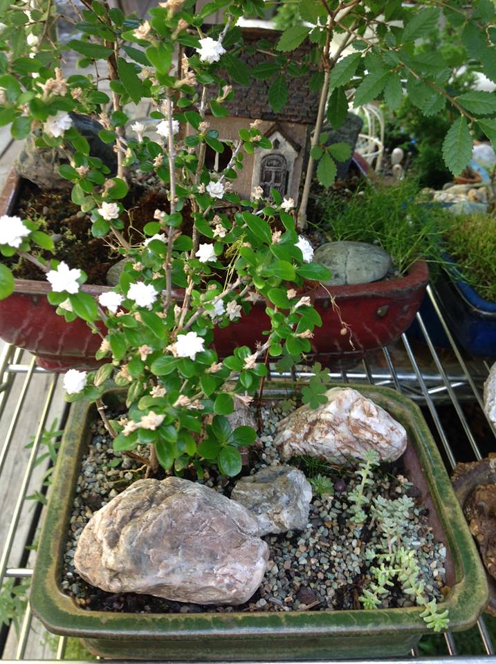 Image of Serissa with Cobweb Houseleek Garden.
