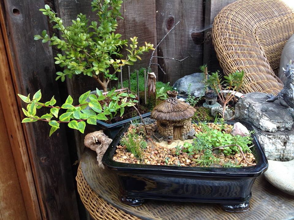 Image of Serissa with Thatched Roof Hut Garden.