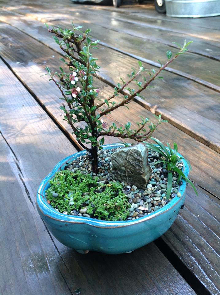 Image of Thyme Leaf Cotoneaster Garden.